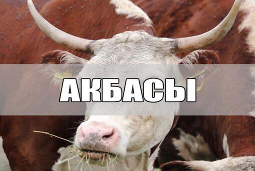 Казахская белоголовая порода - Акбасы