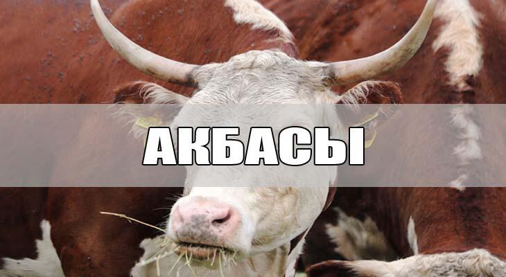 Казахская белоголовая порода - Акбасы