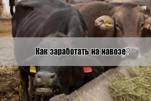 Как заработать 3 млн. тенге в месяц на навозе
