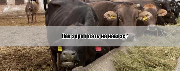 Как заработать 3 млн. тенге в месяц на навозе